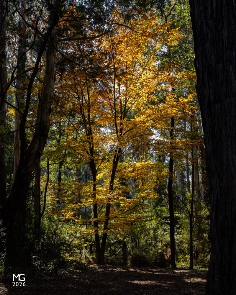Butterfield Autumn colours cling onto the trees at Butterfield Reserve in Emerald.