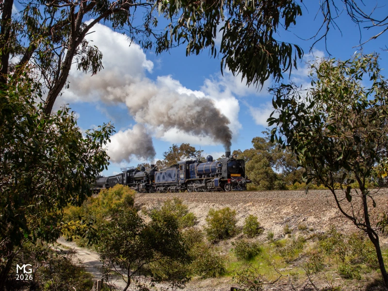 Flourishing Resplendent in its iconic blue and gold livery, K183 leads K153 (masquerading as class leader K100) through the lush bush landscape of Ironbark Gorge with a "Triple Ks" special from Melbourne to Ballarat. Absent from the scheduled triple-header is K190, which suffered a last-minute boiler defect as the train was being assembled that morning.
